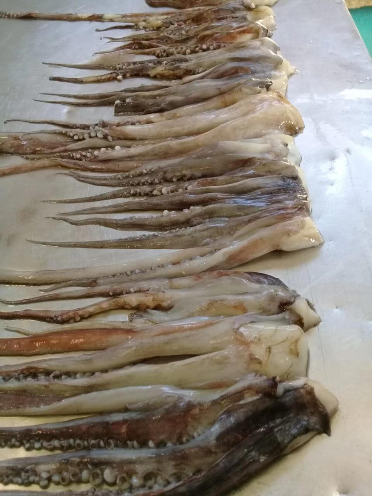 冷凍魷魚須