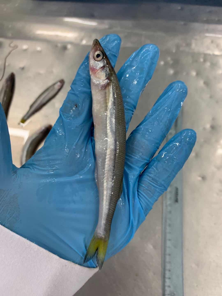 胡瓜魚(yú) FROZEN SILVER SMELT